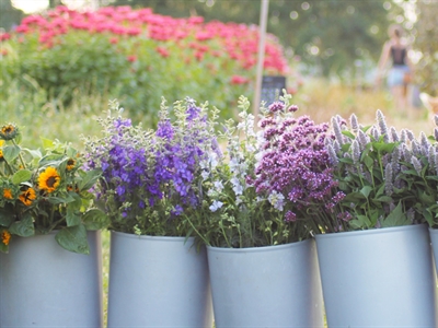 Artikels biobloemen: kleur van op het bioveld tot bij de consument
